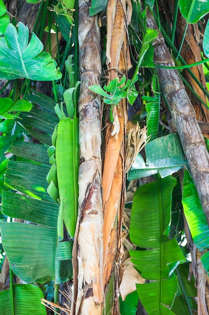 Trunks and leaves of tropical plant