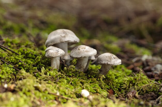 Tuft of Atractosporocybe inornata fungus