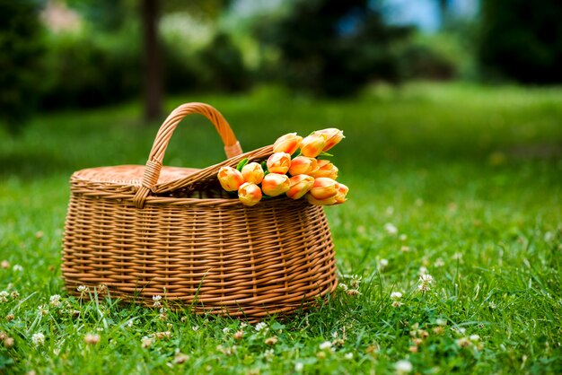 Tulip bouquet in a picnic basket on grass
