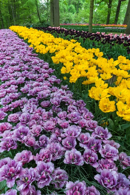 Бесплатное фото Поле тюльпанов в саду кёкенхоф, лиссе, нидерланды