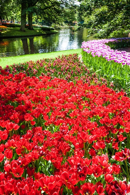 Поле тюльпанов в саду кёкенхоф, лиссе, нидерланды