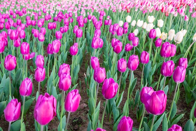 Free photo tulip field in japan