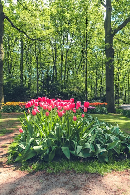 поле тюльпанов в цветнике Кекенхоф, Лиссе, Нидерланды, Голландия