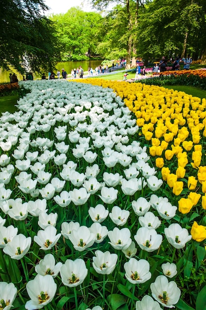 tulip field in Keukenhof flower garden, Lisse, Netherlands, Holland