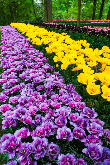 tulip field in Keukenhof flower garden, Lisse, Netherlands, Holland