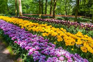 Foto gratuita il campo di tulipani in keukenhof flower garden, lisse, paesi bassi, olanda