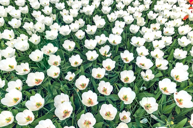 The tulip field in Keukenhof flower garden