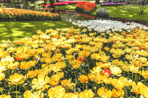Foto gratuita campo di tulipani nei giardini di keukenhof, lisse, paesi bassi