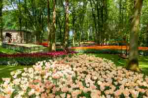 Foto gratuita campo di tulipani nei giardini di keukenhof, lisse, paesi bassi