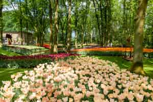 Foto gratuita campo di tulipani nei giardini di keukenhof, lisse, paesi bassi