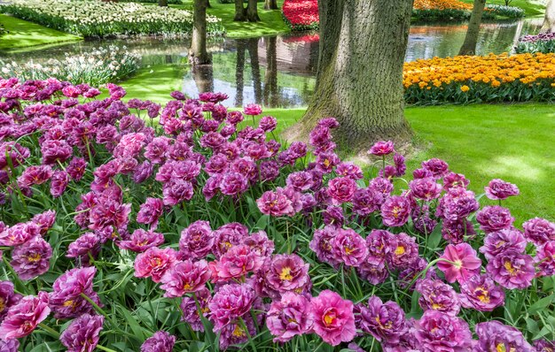 Keukenhof 정원, Lisse, 네덜란드의 튤립 필드