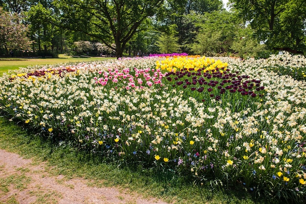 オランダ、リッセのキューケンホフ公園のチューリップ畑