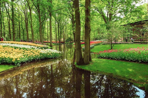 The tulip field in Netherlands or Holland