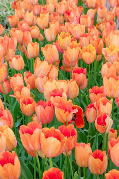 Поле тюльпанов в Нидерландах или Голландии