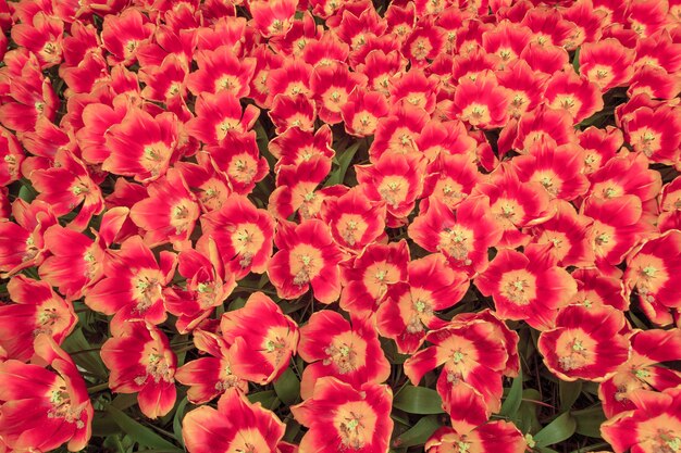 The tulip field in Netherlands or Holland