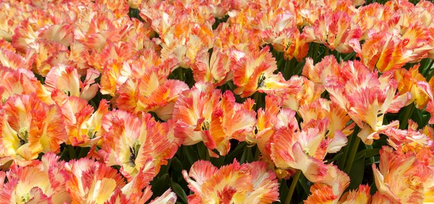 The tulip field in Netherlands