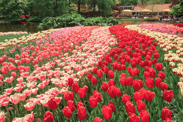 The tulip field in Netherlands