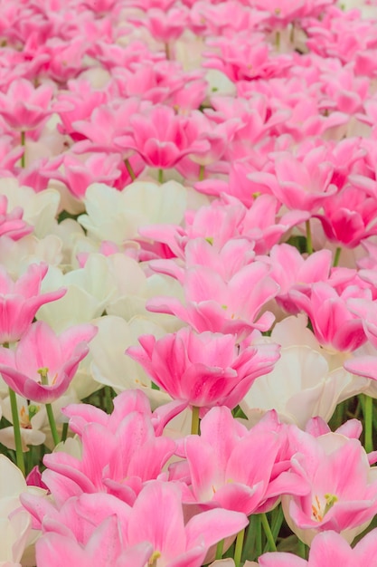 The tulip field in Netherlands