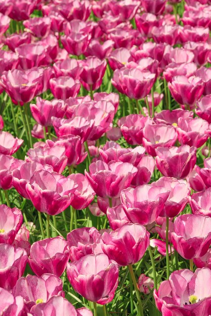 The tulip field in Netherlands