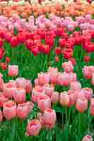 Free photo the tulip field in netherlands