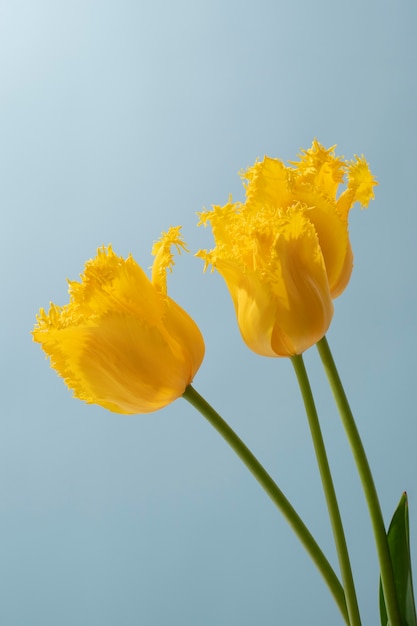 Бесплатное фото Цветок тюльпана в небе