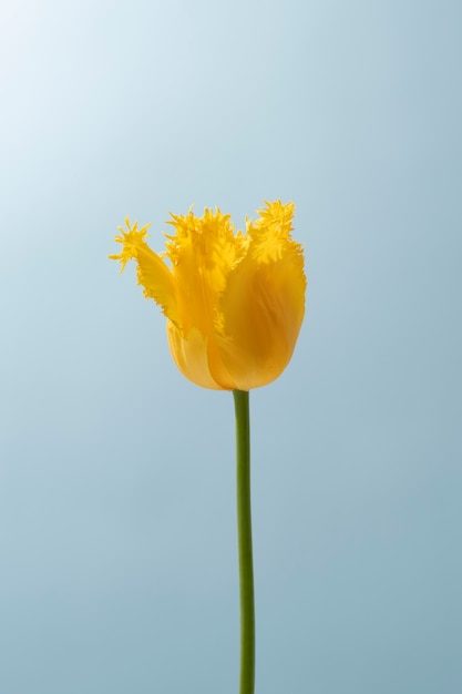 Tulip flower in the sky