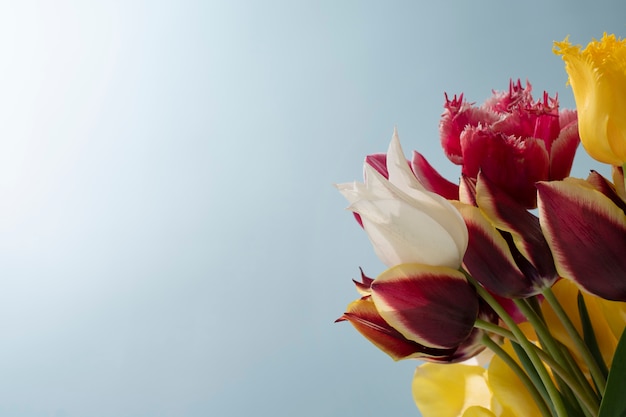 空のチューリップの花