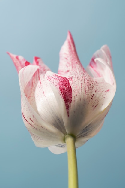 Free photo tulip flower in the sky