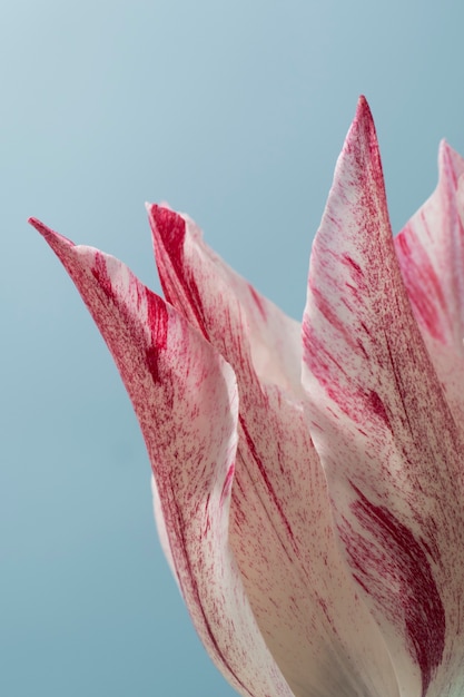 空のチューリップの花