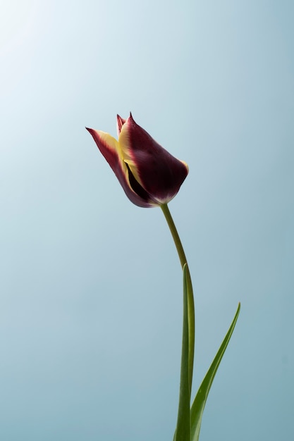 Free photo tulip flower in the sky