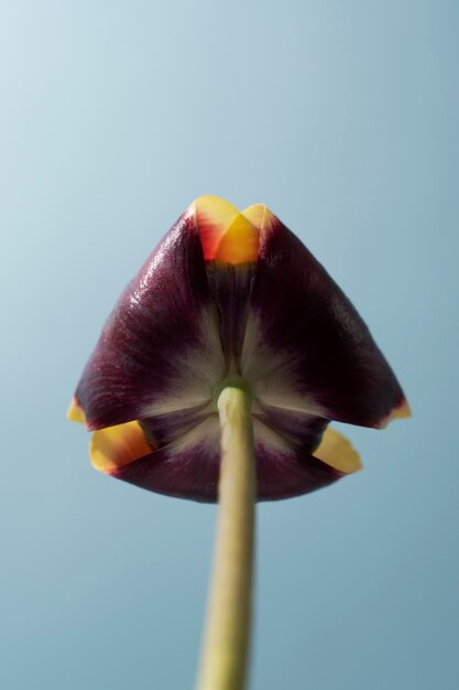 Tulip flower in the sky