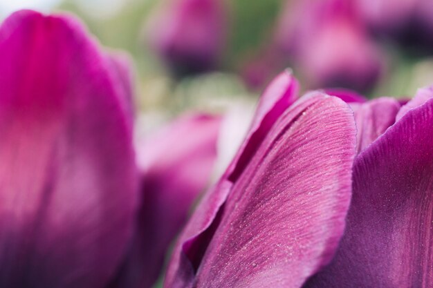 庭で成長するチューリップの花