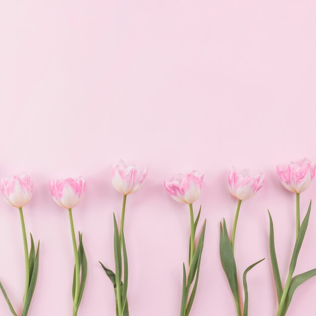 Tulip flowers scattered on pink table