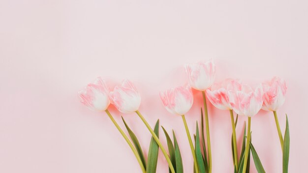 Tulip flowers scattered on table