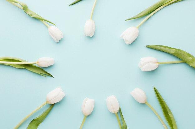 Tulip flowers with leaves arrangement in circle