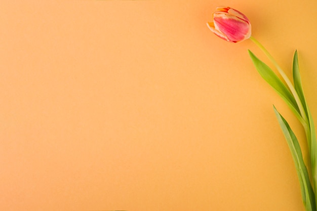 Tulip on goldenrod background