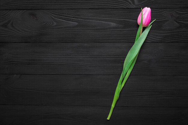 Tulip isolated on wood background