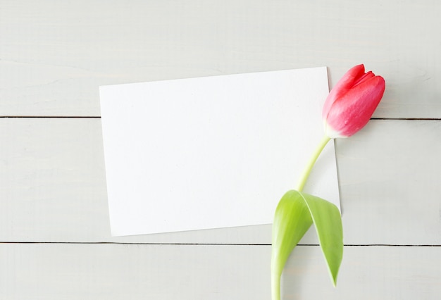 Tulip with blank white greeting card