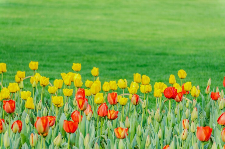 Free Photo tulip