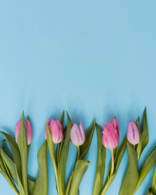 Tulips on blue background