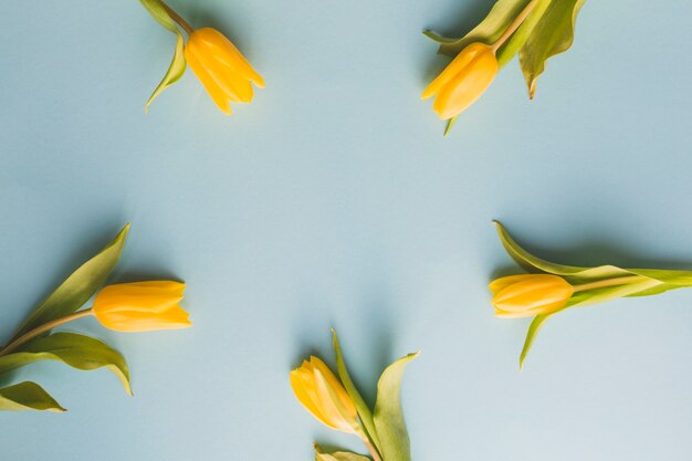 Tulips composition on blue