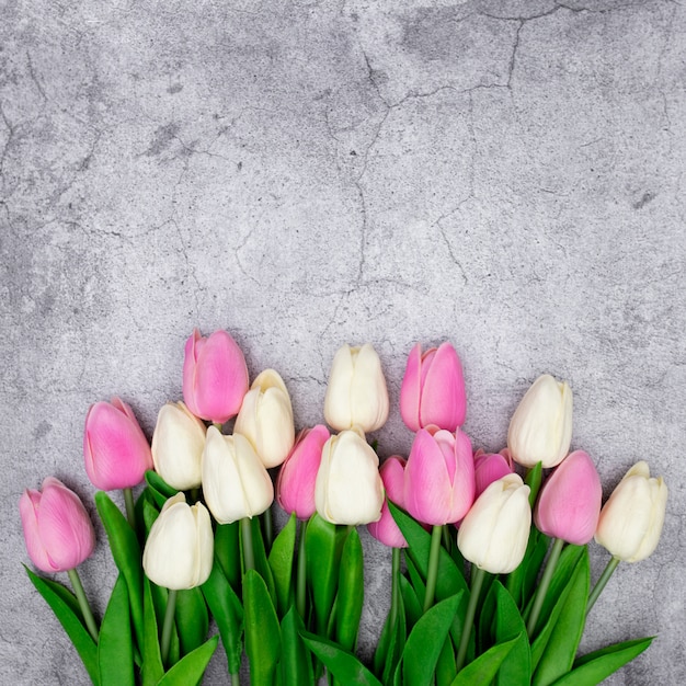 Tulips on a gray