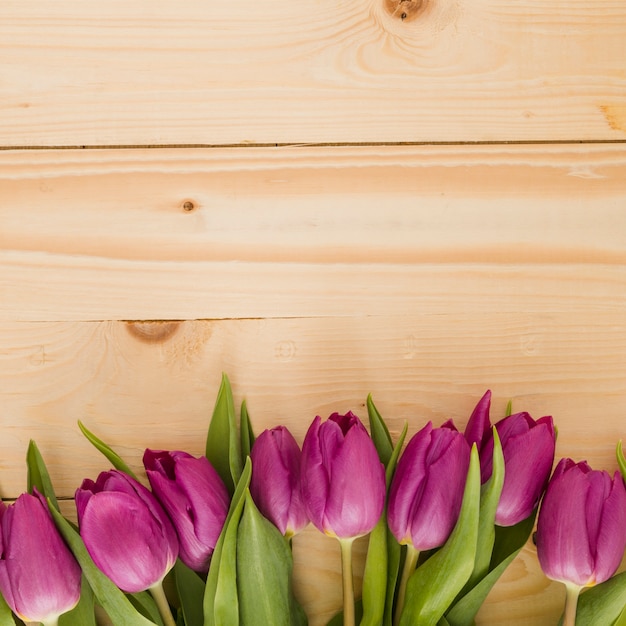 Tulips line on wooden background