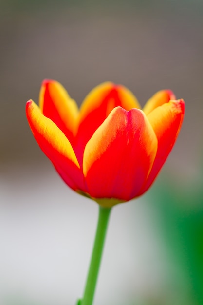 Free photo tulips in spring
