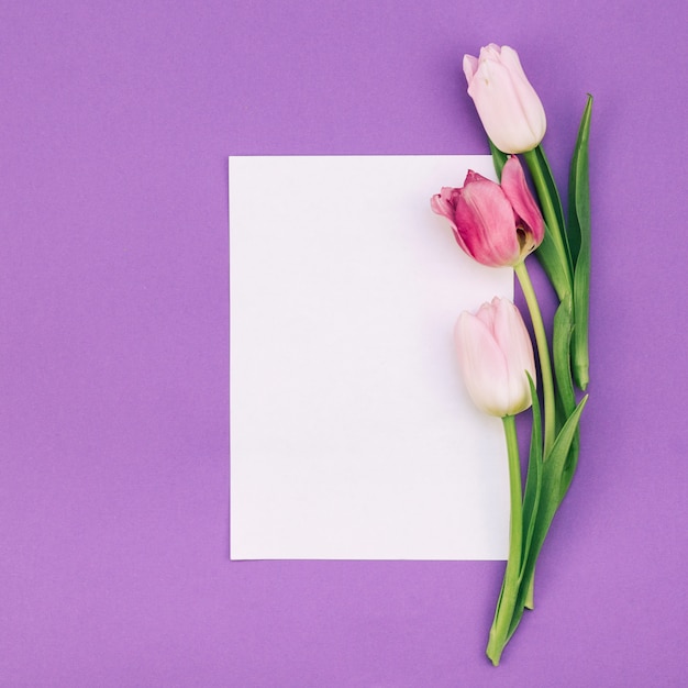 Tulips with blank white paper on purple backdrop