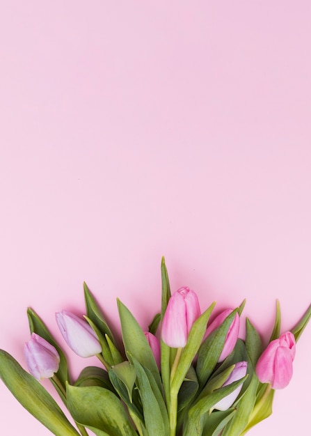 Tulips with green stems 