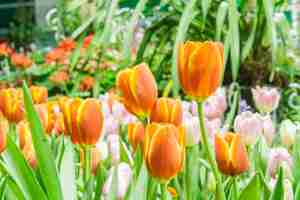 Free photo tulips