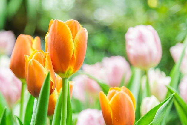 Free photo tulips