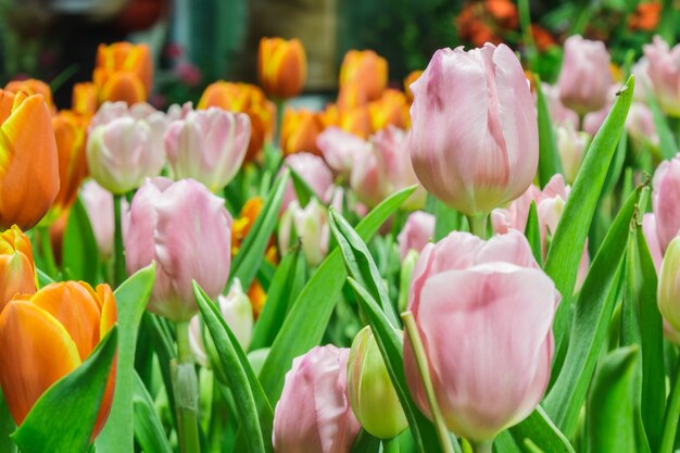 Tulips