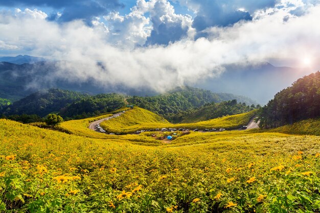 Tung Bua Tong or Mexican sunflower field at Mae Hong Son Province in Thailand